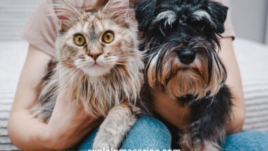 cats or dogs