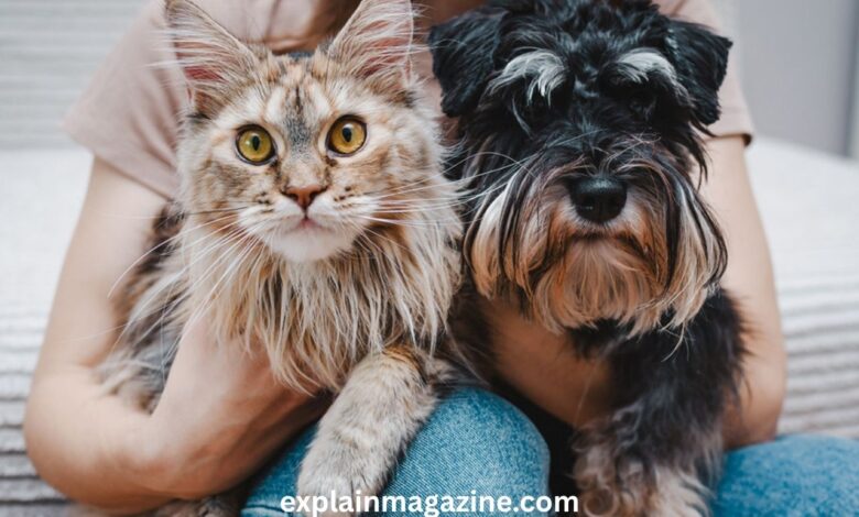 cats or dogs