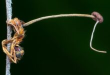 Carpenter ant killed by the zombie ant fungus, locked in a death grip with a fungal stalk growing from its body