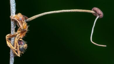 Carpenter ant killed by the zombie ant fungus, locked in a death grip with a fungal stalk growing from its body