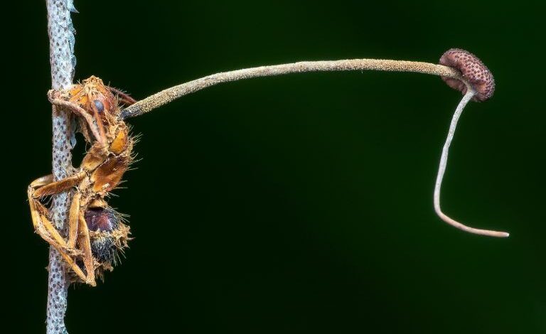 Carpenter ant killed by the zombie ant fungus, locked in a death grip with a fungal stalk growing from its body