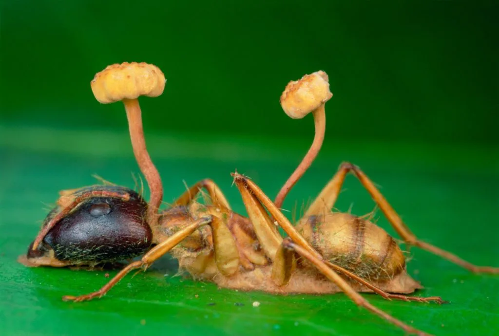 Dead carpenter ant with two zombie ant fungus stalks sprouting from its body