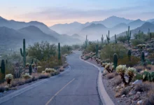 Quiet Catalina Foothills neighbourhood street near Tucson, Arizona at dawn, where Nancy Guthrie was last seen in January 2026