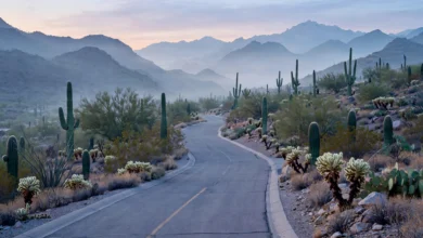 Quiet Catalina Foothills neighbourhood street near Tucson, Arizona at dawn, where Nancy Guthrie was last seen in January 2026
